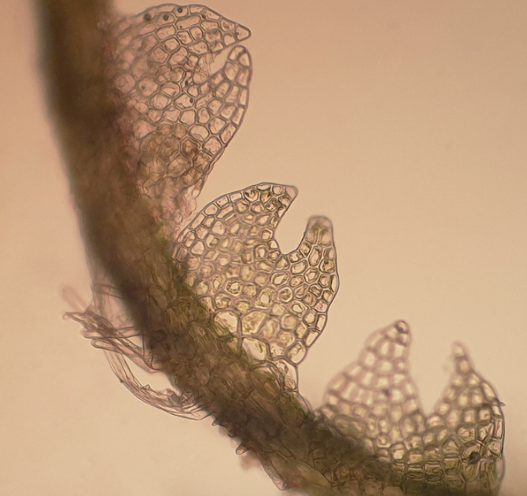 Fuscocephaloziopsis macrostachya var. macrostachya
